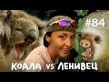 Ленивец: Тупой против Дрища // Всё как у зверей #84