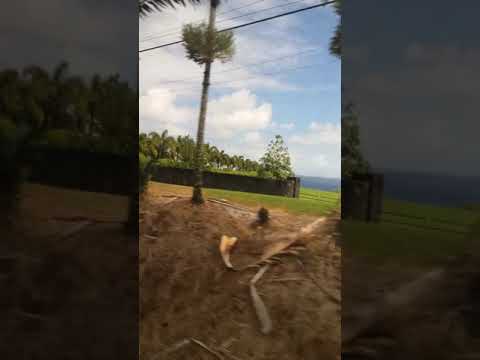 hawaii-tourist-hawaii-road-trip-lava-flow-reality-show-episode-232-march-25,2019