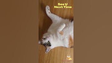 Cats Hate Water! BUT Cute CAT enjoys bathing 🐱かわいい猫がお風呂 #shorts