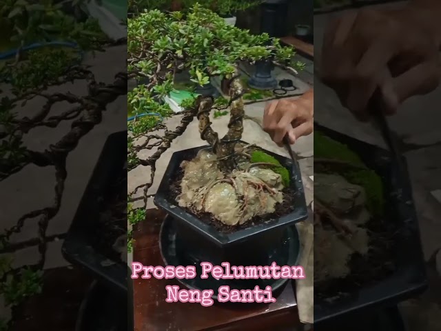 Proses Pelumutan Neng Santi #bonsai #bonsaiindonesia #bonsaisancang #bonsaisantigi #bonsaisemarang class=
