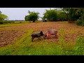 Dangerous Bull Live Fighting In Village !! Bull Live Fighting