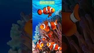 Clownfish or Anemonefish...it's Nemo 😺 - Observed in 'Description'
