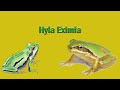 Cuidados de la rana más común de México | Hyla Eximia |