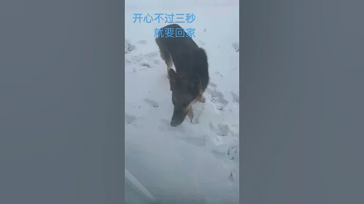 老狗怕冷 - 天天要聞