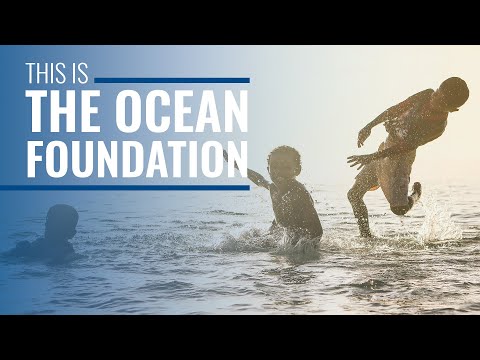 Video This is The Ocean Foundation
