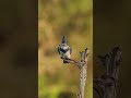 Belted Kingfisher full dive in slow motion for two fish