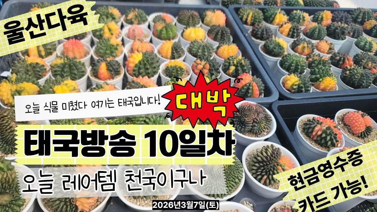 [3월7일 토요일]오늘은 멋진놈 천국이구나✨🍀💗#울산다육 #유튜브 #라이브#실시간#아프리카식물 #선인장 #다육이 #식물 #실시간방송 #힐링영상 #감성영상 #집꾸미기 #플랜테리어