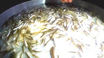 1/3 Ký sự mùa nước nổi miền tây : Chợ cá đồng nhóm hộp rất sớm - Núi Voi, Tịnh Biên, AG 07/09/2022