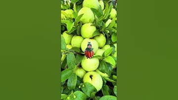 🌿Great idea to propagate guava tree by air layering using a potatoes🥔 #guava #propagate_guava_tree