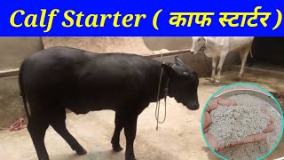 Calf starter || काफ स्टारटर || Calf को 15 महीनों में तैयार करें || Prepare calf in 15 months