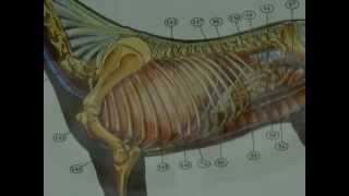 Ribs by dr khaled shoghy