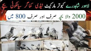 پاکستان لاہور کبوتر مارکیٹ میں بچوں کی لگ گئی بیگ سیل||Pakistan pigeon market @pakistan