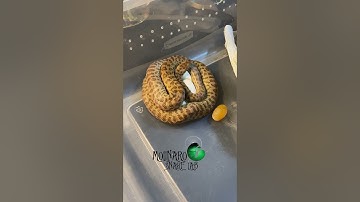 🐍New clutch new journey🧪#snakeegg #molinarosnakelab #python #childrenspython #snakebreeder #shorts