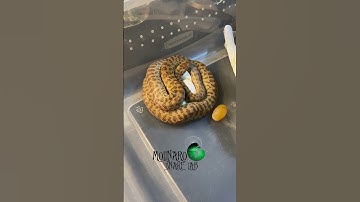🐍New clutch new journey🧪#snakeegg #molinarosnakelab #python #childrenspython #snakebreeder #shorts