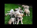 Mastin espanol / spanish mastiff puppies in kennel Tornado Erben の動画、YouTube動画。