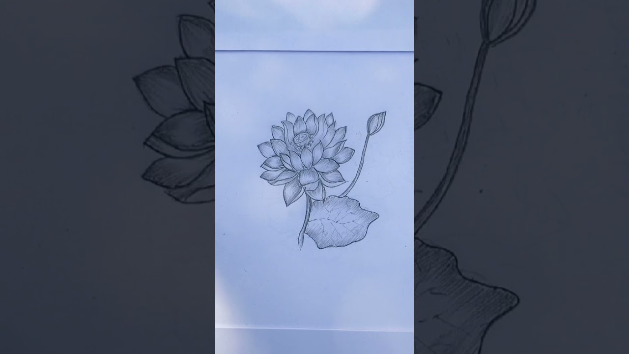 Lotus Flower Diagram 🌸 | Easy & Neat Drawing 