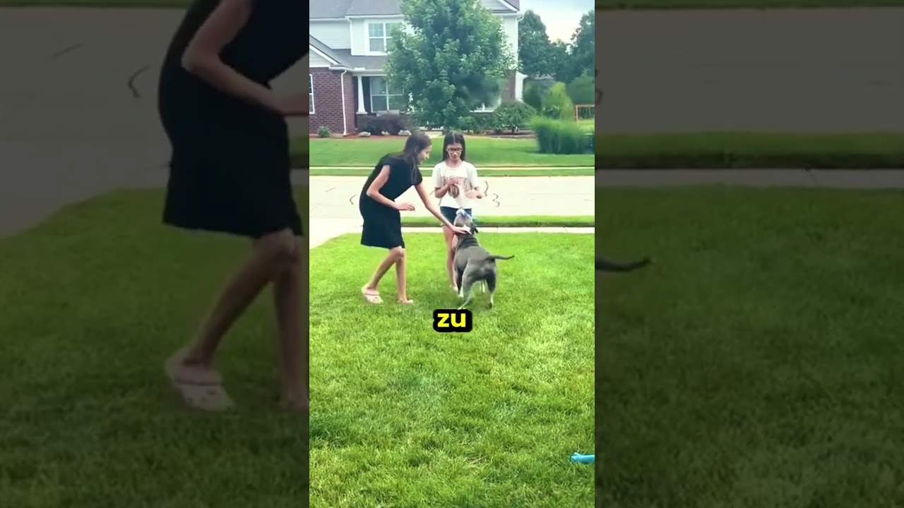 Dieser Hund wollte doch nur einen Freund finden! 😔