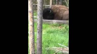 California tourist attempts to ride a wild bison / buffalo in a forest in Summer 2012.