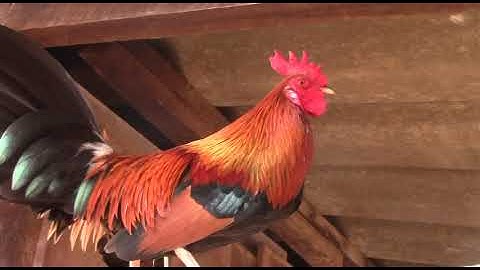 4 tug qaib dib qua zoo thiab cua tuaj zoo heev 2019