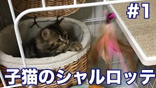 子猫が我が家にやってきた!スコティッシュフォールド 2ヶ月ちょい♀ thumbnail