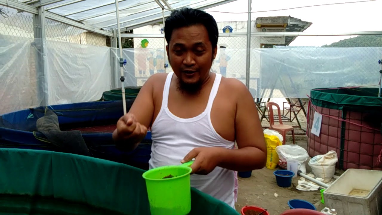 Cara Memberikan pakan lele agar cepat besar dan sehat 2017