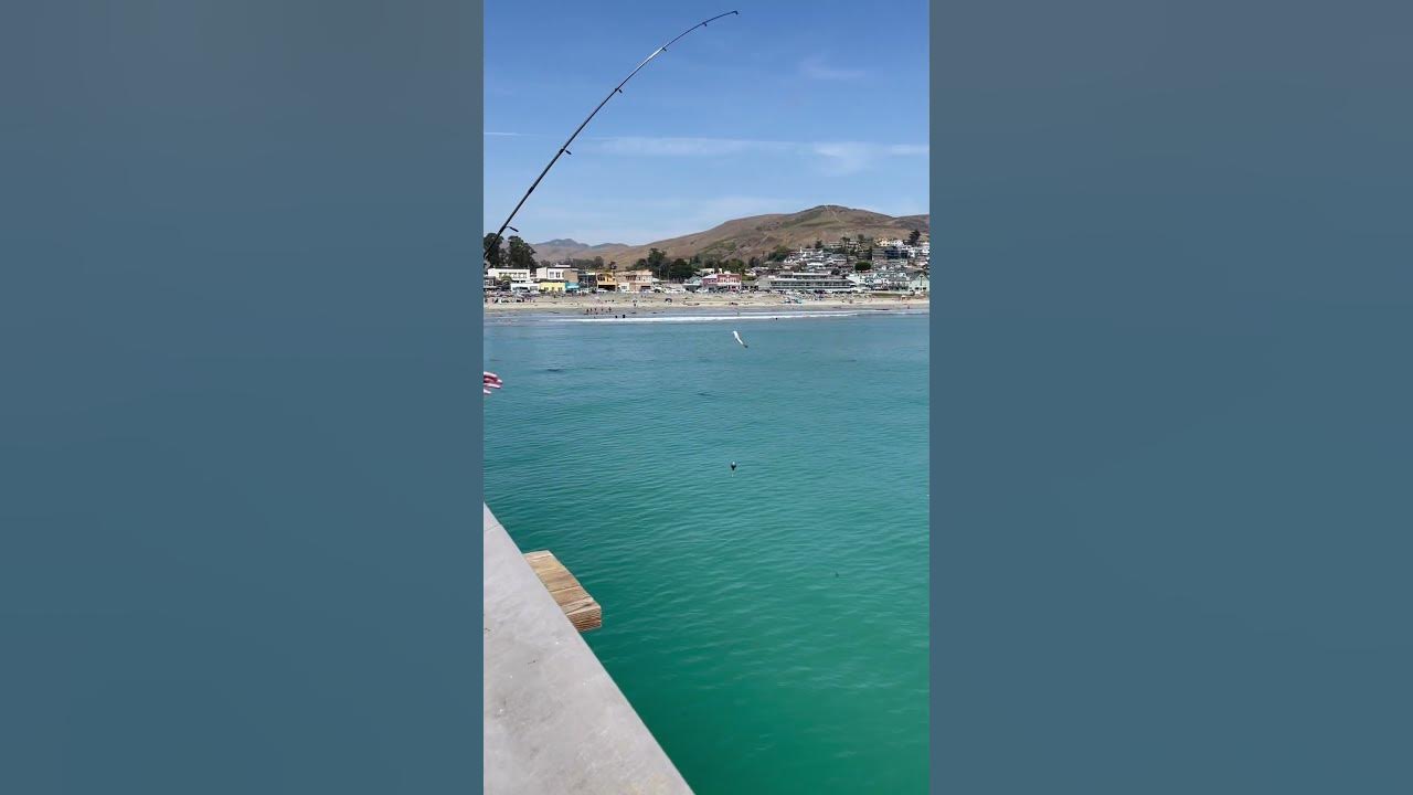 Cayucos Pier fishing 7/23/2021 (2)