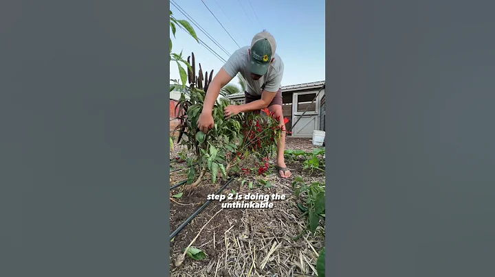 I grow the SAME pepper plants for 5+ years… - DayDayNews