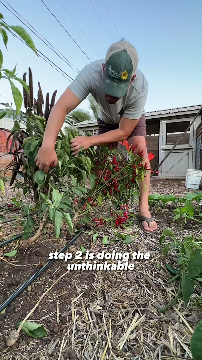 I grow the SAME pepper plants for 5  years…