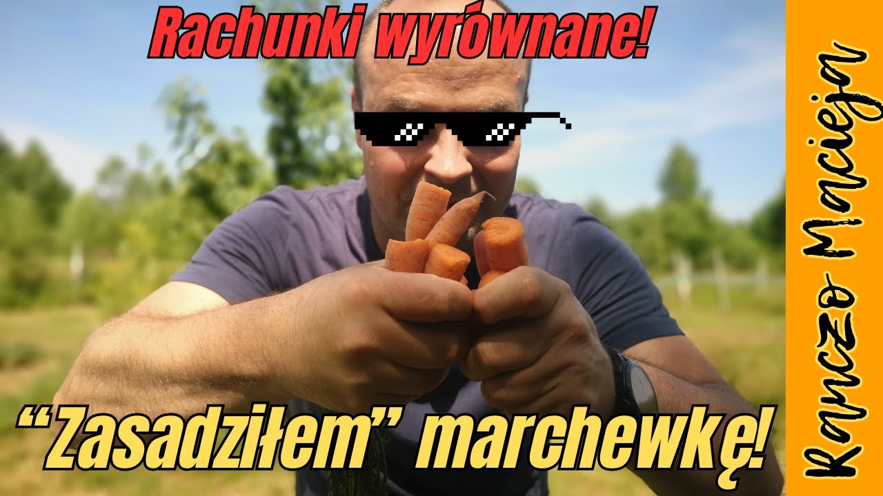 Pan marchewka czas rozliczeń 397 [4K] YouTube
