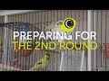 Preparing Birds for the Second Round of Breeding | The Canary Room Top Tips