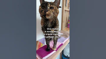 Самая старая кошка в мире