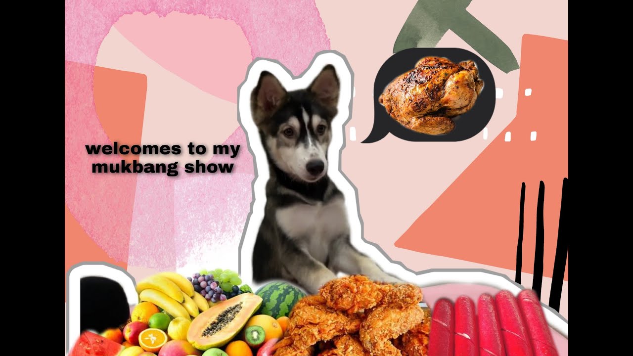 Husky Food Review + Tricks | Hello Alpha | The Happy Paws