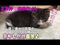 【子猫 成長記録34】遊び疲れて寝てしまう子猫の可愛い様子♩【cute kitten 34】【cute cat】 【子猫保護】