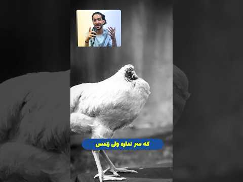 مرغ بدون سر چطور این مرغ ماه ها بدون سر زنده ماند
