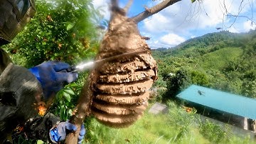 Cuối Mùa Khai Thác Tổ Ong Trời  Sau Nhà Hàng Khủng Làm Món Đặc Biệt.