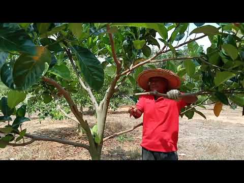 Video: Penjagaan Nangka - Cara Menanam Pokok Nangka