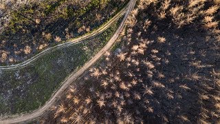 Rebuilding with salvaged timber after South Africa's worst forest fire
