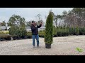 Emerald Arborvitae | The Perfect Narrow Privacy Tree for Tight Spaces