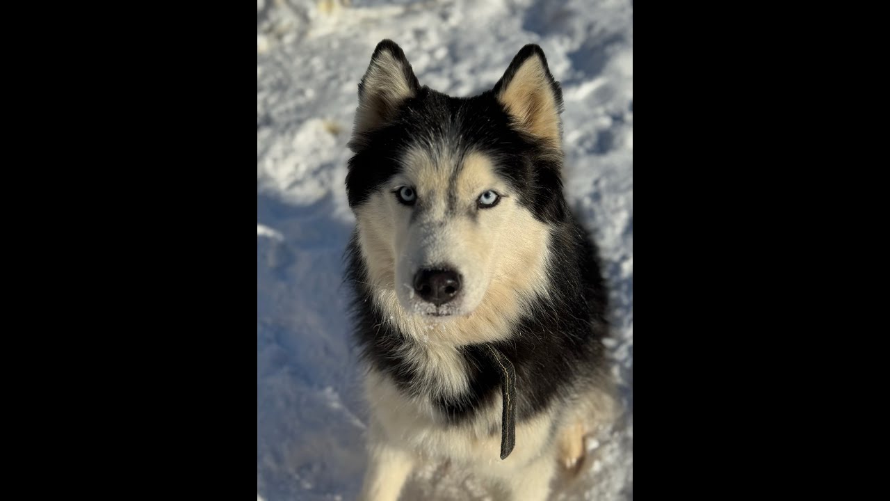 Привет 🌷💞🌹💘🐶😇