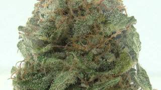 Platinum Kush Strain from GG Mercantile, Denver, Colorado