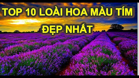 Hoa tím nhỏ là hoa gì năm 2024