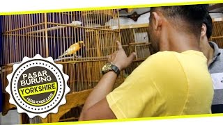 BIRD MARKET : Jual Kenari Yorkshire Untuk Lomba dan Indukan di TJM Canary Bogor