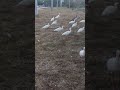 PURAS GARZAS