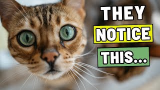 5 Actions You Don't Think Matter — But Your Cat Judges You