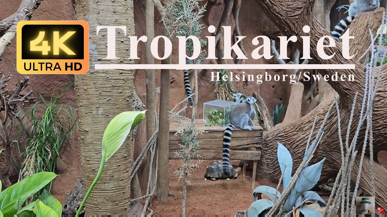 Journey To Hidden Gem Tropical Zoo In Helsingborg Sweden Tropikariet journey-to-hidden-gem-tropical-zoo-in-helsingborg-sweden-tropikariet