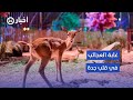 جدة صارت غابة اكتشف غابة العجائب 