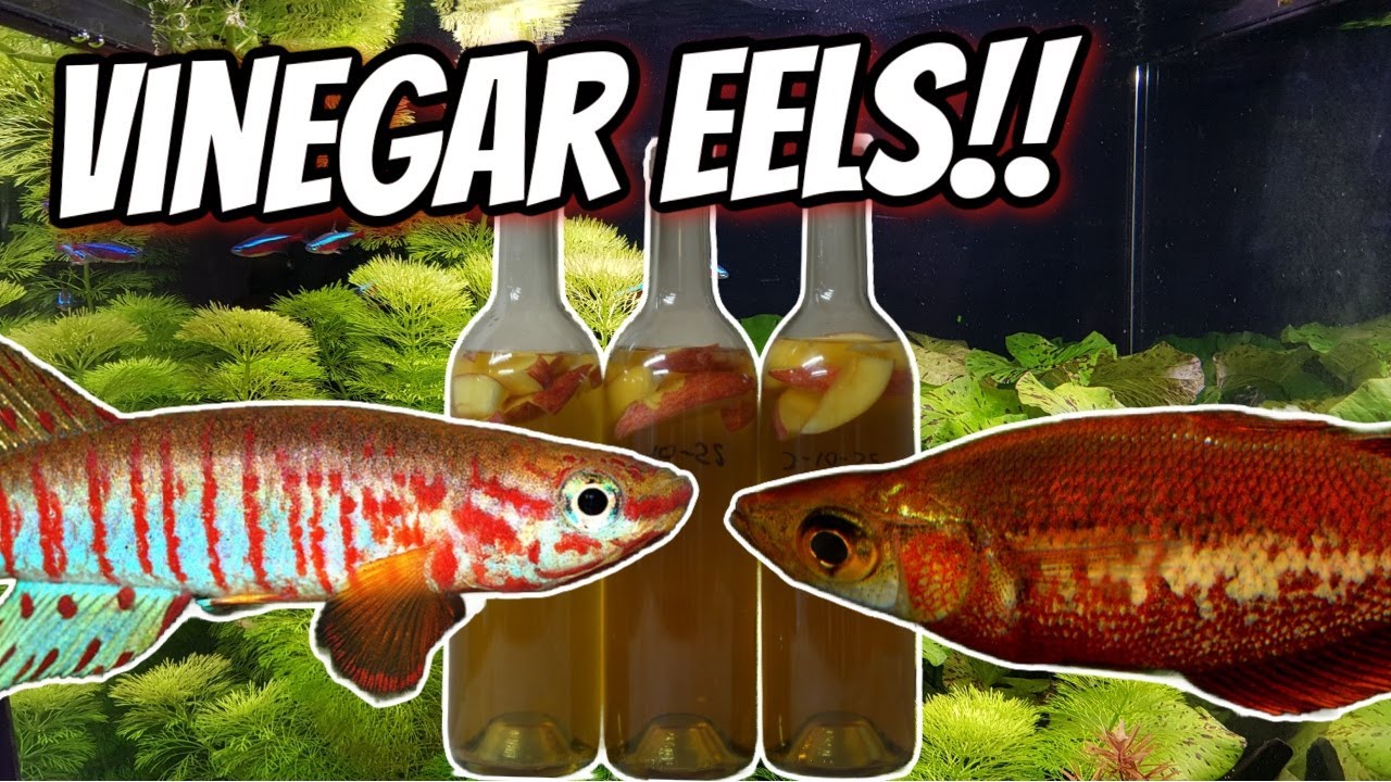 How to Culture Vinegar Eels - An Easy, Small Live Fry Food!