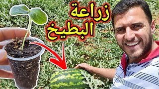 اسهل طريقة لزراعة البطيخ في المنزل 🍉😋 (من البذور)