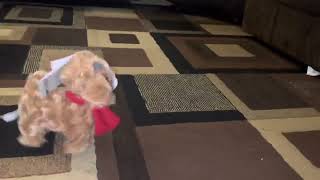 Funny Goat Dance Toy 😂
