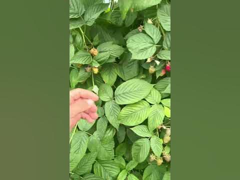 Загрузка малины сорт Вайолет - YouTube